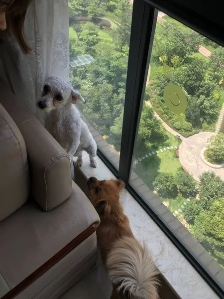 dog sitting on the window sill