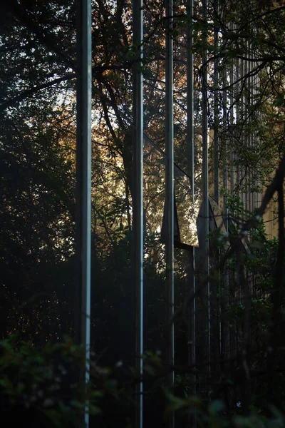 trees in forest, environment foliage and nature