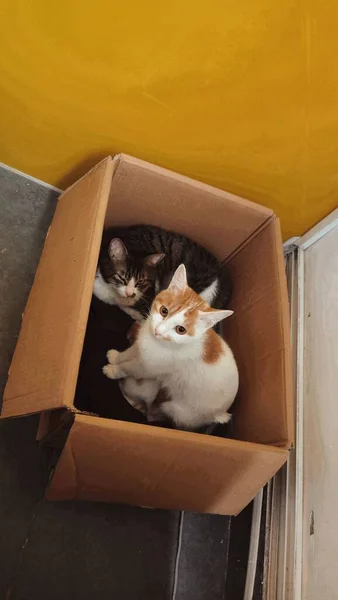 cute cat in the box