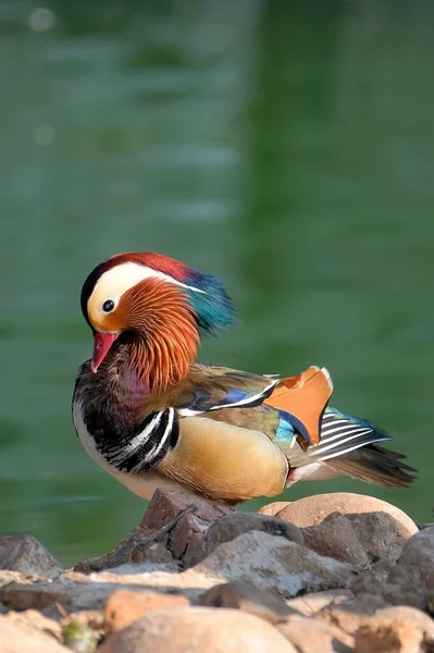 beautiful bird in the lake