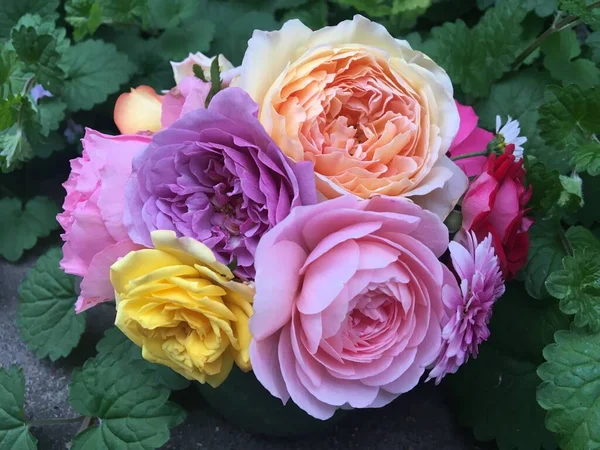 beautiful pink roses in a vase on a dark background