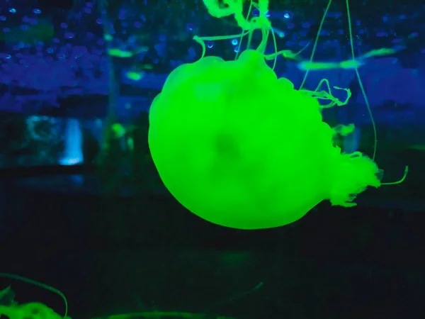 beautiful underwater world. neon jellyfish.