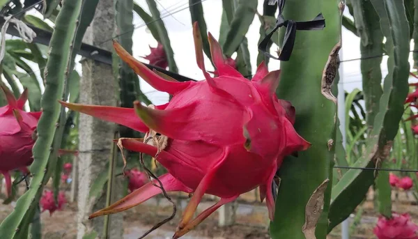 red dragon fruit on a tree