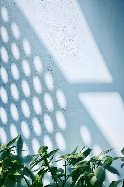 green leaves on the window