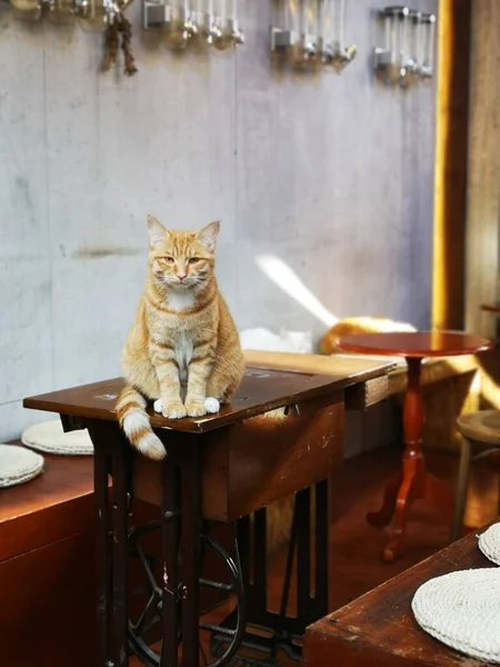 cat sitting on the table in the cafe
