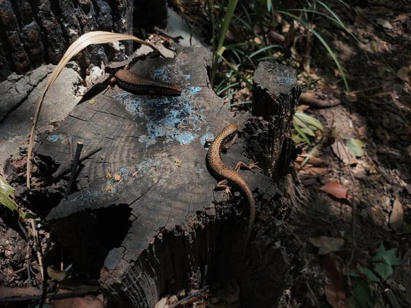 a closeup shot of a snake in the forest