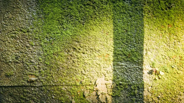 green moss on the wall