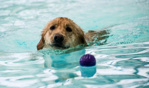 dog in the water