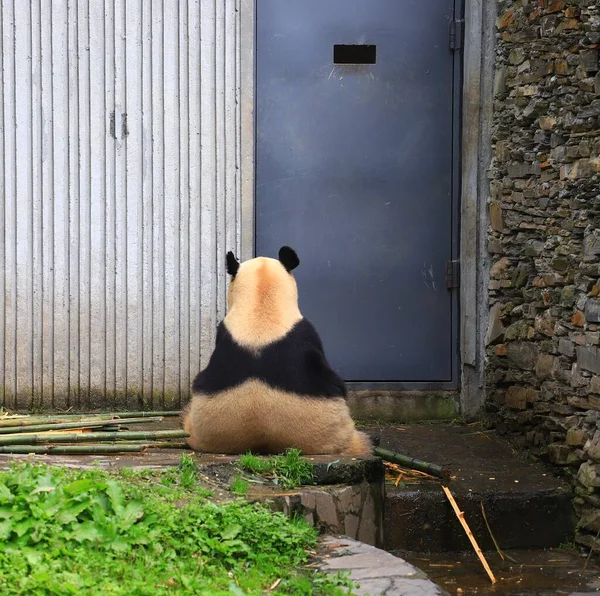 动物园里的熊猫熊 — 图库照片