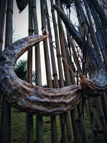 old wooden fence in the forest