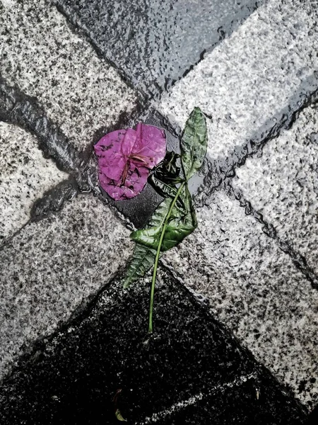 beautiful rose flower on asphalt