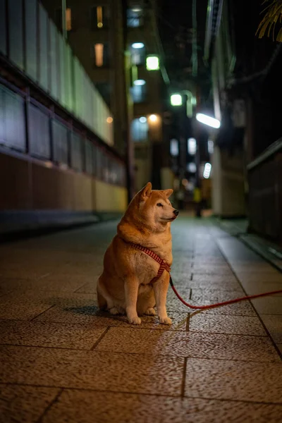 dog in the city