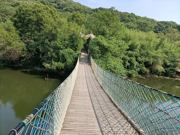 bridge in the forest