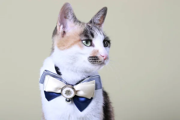 cat with a bow tie and a blue ribbon on a white background