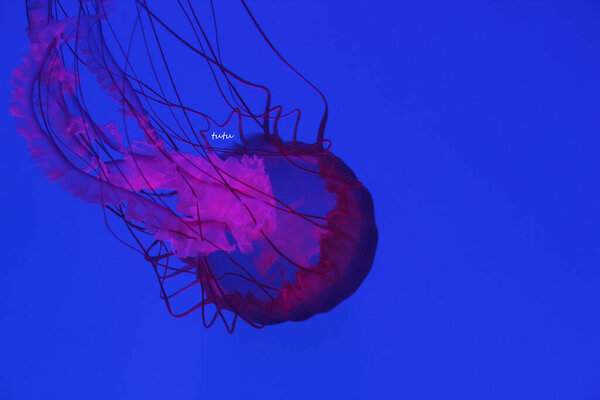 jellyfish in water swimming, underwater fauna 