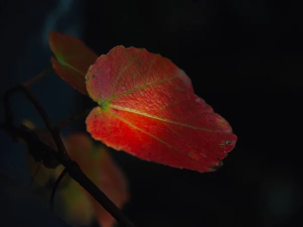 stock image autumn leaves, fall season flora