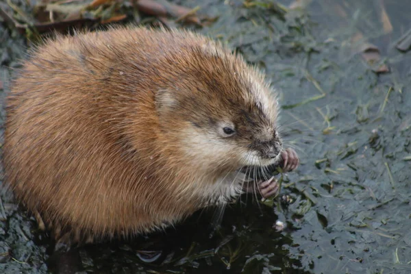 a closeup shot of a cute beaver