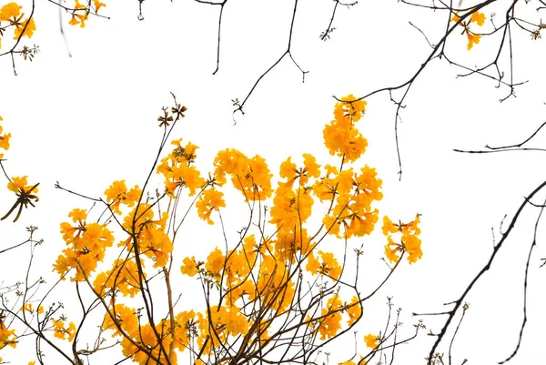 autumn leaves on a white background