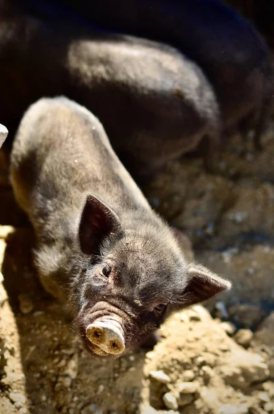 a closeup shot of a young cute pig