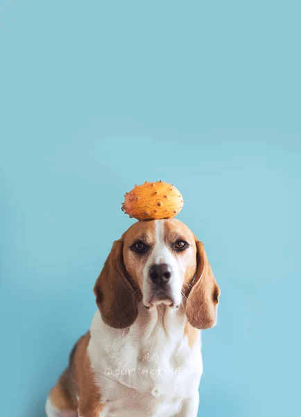 beagle dog with yellow and blue eyes on color background