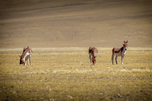 group of wild animals in the savannah of kenya