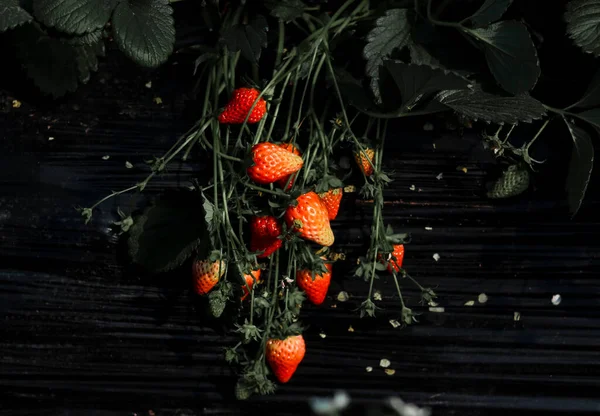 ripe red berries on a black background