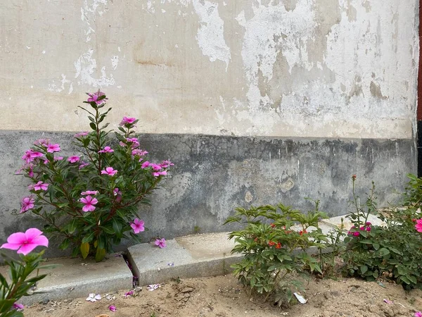 old stone wall with flowers