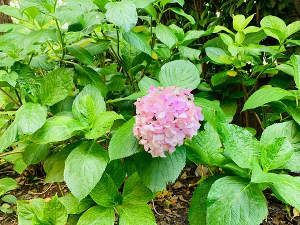 pink hydrangea in the garden