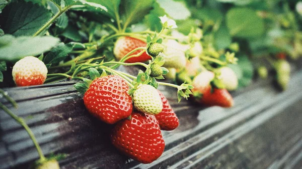 fresh ripe strawberries in a greenhouse