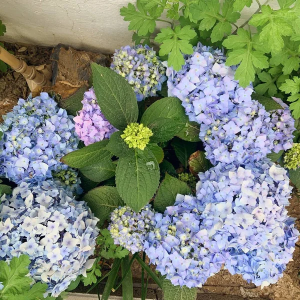 beautiful purple hydrangea flowers in a basket