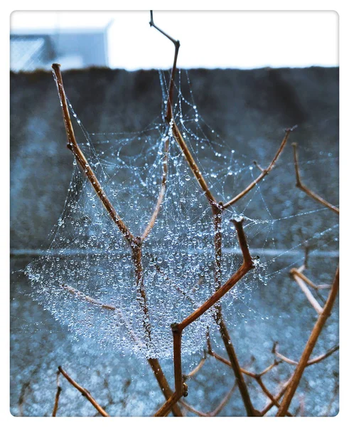 spider web on a white background