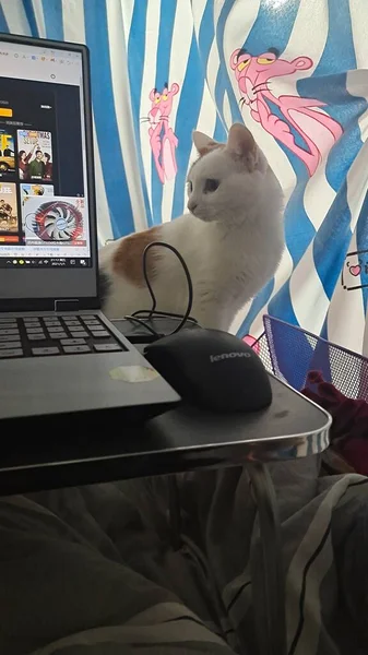 a cat sitting on a chair and looking at the screen of a laptop