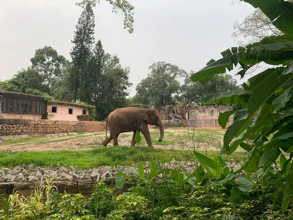 elephant in the jungle