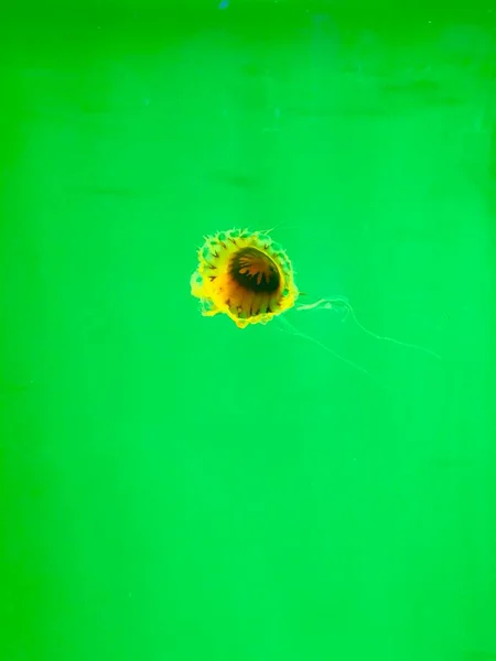 jellyfish in green water, aquatic life