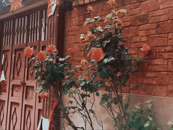 red brick wall with a plant