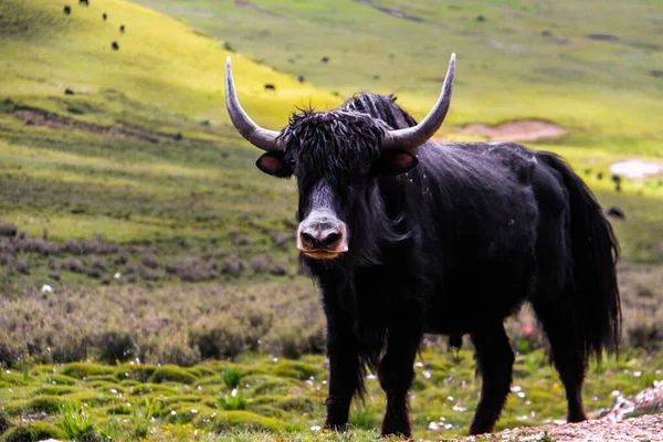 a beautiful black bull with a horns on a green meadow