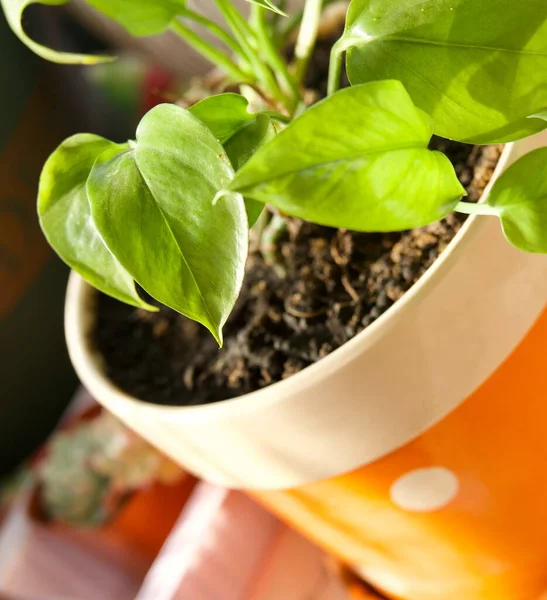 young plant in pot with green leaves