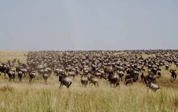 a flock of wild animals in the savannah of kenya