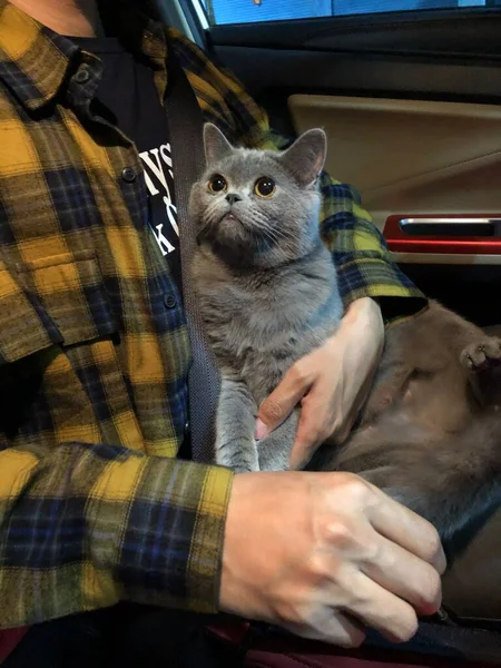 young woman with a cat in the hands of a dog