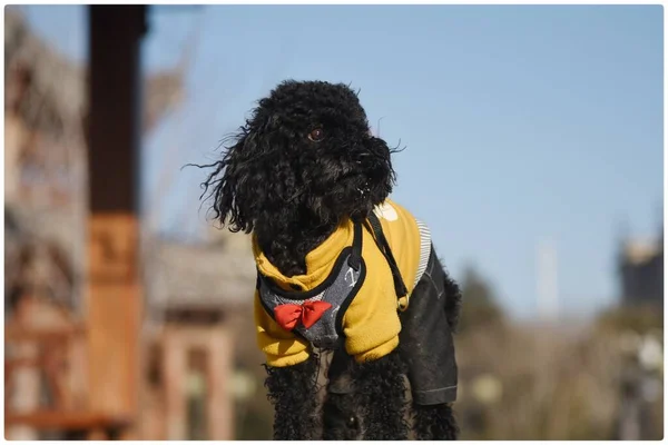 a young black dog with a beard in a jacket with a scarf on a blurred background