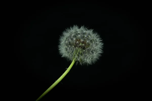 dandelion flower on a black background