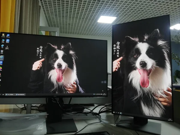 the dog is watching the monitor with a cat