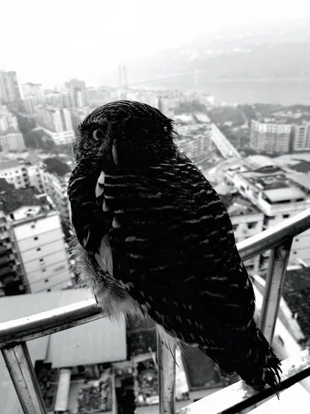 black and white photo of a crow