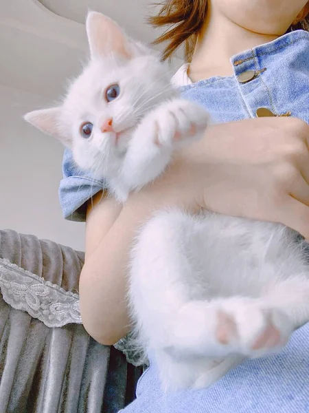 young woman with cat in her hands