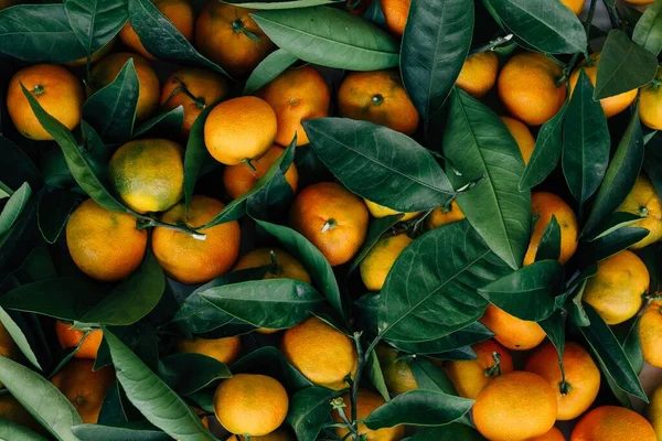 fresh ripe tangerines on a white background.