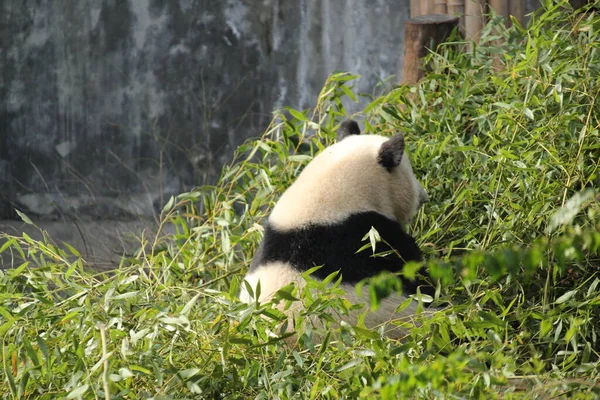 panda bear eating a pair of white bears