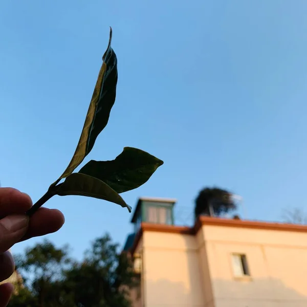 a closeup shot of a hand holding a bird\'s feather against a blue sky