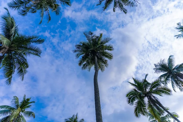 palm trees in the sky