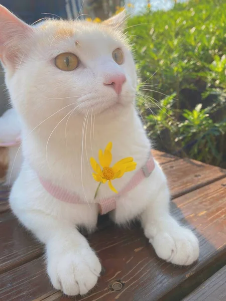 white cat with a flower