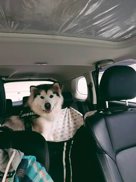 dog sitting in the car seat